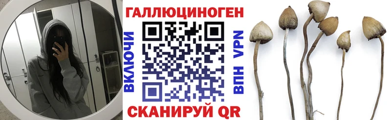 как найти   Мураши  Псилоцибиновые грибы Psilocybe 